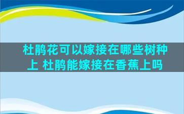 杜鹃花可以嫁接在哪些树种上 杜鹃能嫁接在香蕉上吗